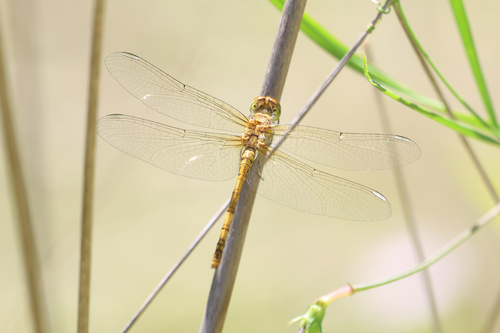 Common Darter