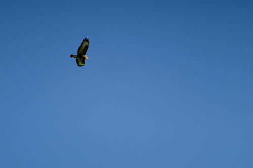 Common Buzzard