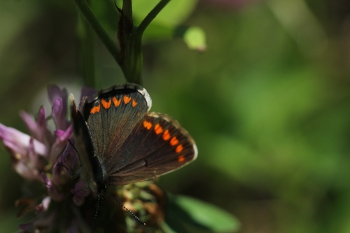 Brown Argus
