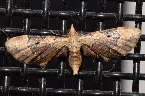 Mesoptila compsodes Meyrick, 1891