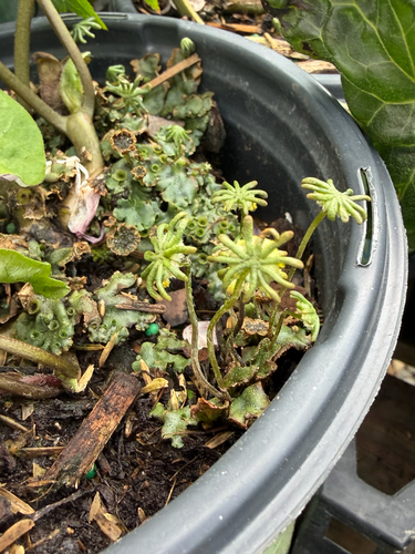 Common Liverwort