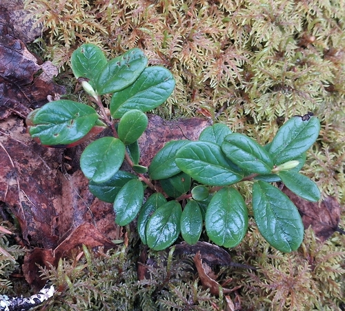 Lingonberry