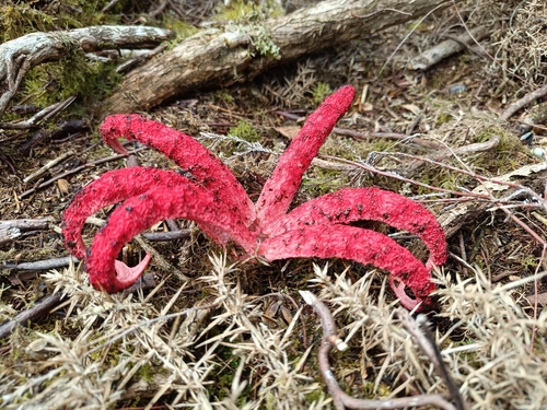 devil's-fingers