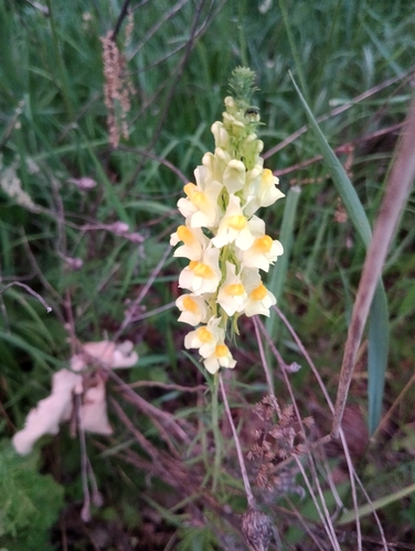 common toadflax