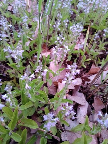 heath speedwell