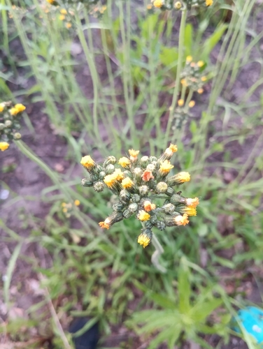 mouse-ear hawkweeds