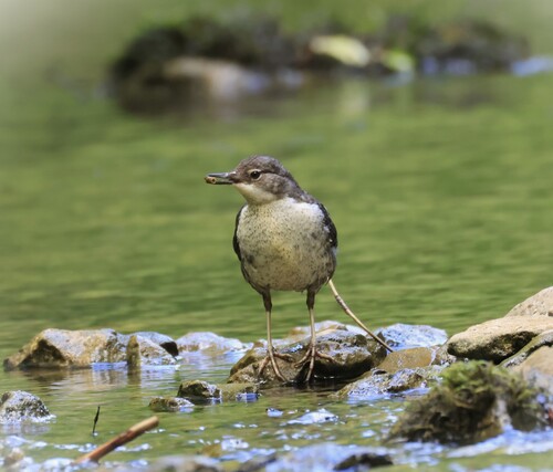 White-throated Dipper