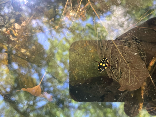 Sunburst Diving Beetle