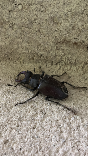 European Stag Beetle