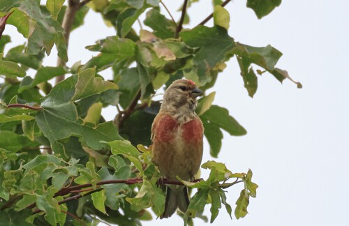 Eurasian Linnet