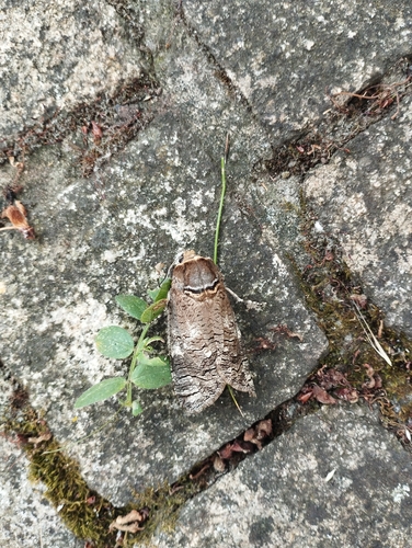 Goat Moth