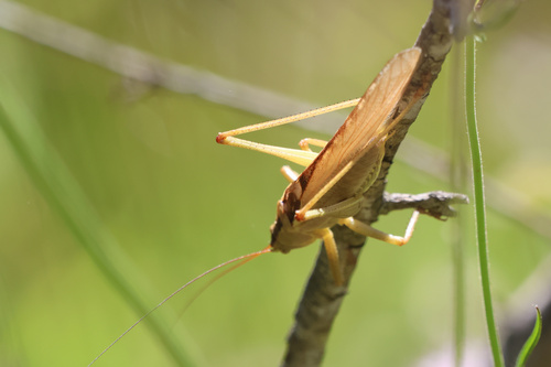 Great Green Bush-cricket
