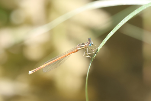 Orange Featherleg