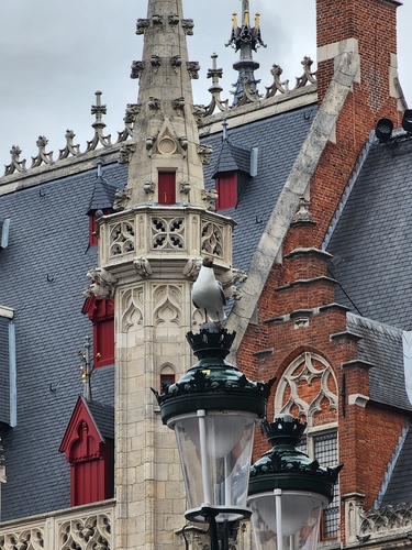 Black-headed Gull