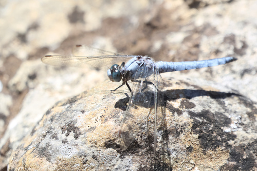 Southern Skimmer