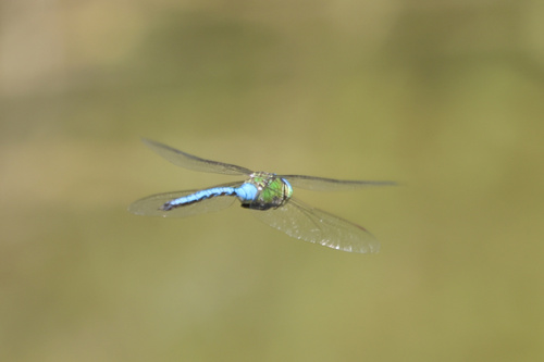 Blue Emperor