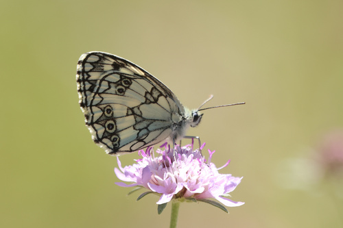 Marbled White