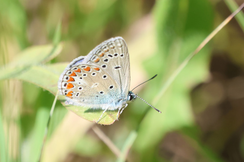 Chapman's Blue