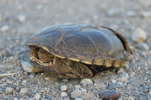 Yellow Mud Turtle