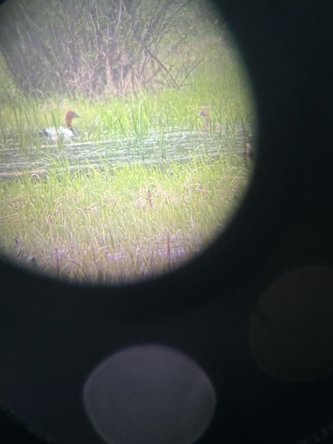 Canvasback