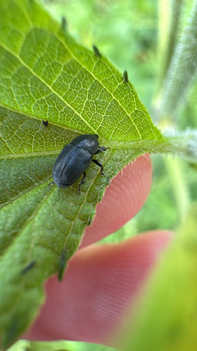Blapstinus fortis