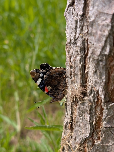 Red Admiral