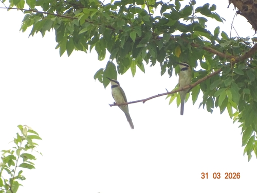 White-throated Bee-eater