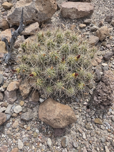 Trans-Pecos Strawberry Cactus