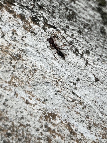 Hormiga trampa