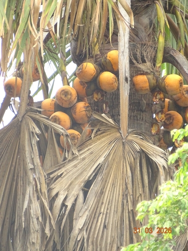 borassus palm