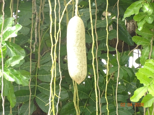 Sausage tree