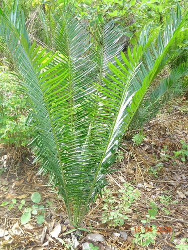 Encephalartos barteri barteri