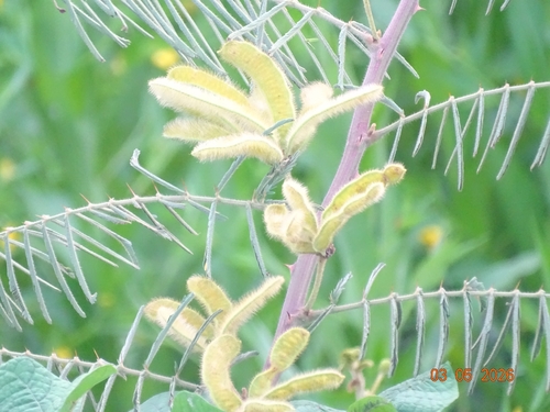 Giant Sensitive Plant