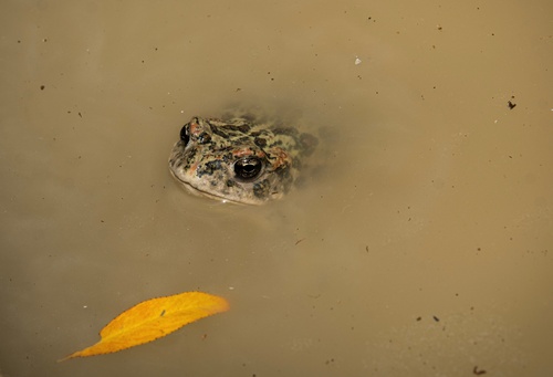 Western Toad