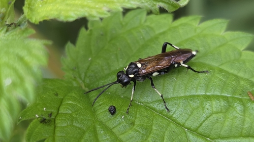 12-spot Strider