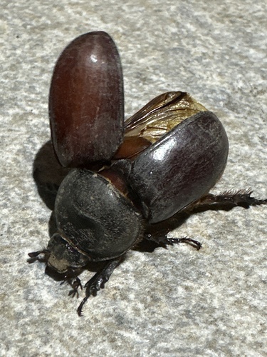 Oryctes nasicornis corniculatus