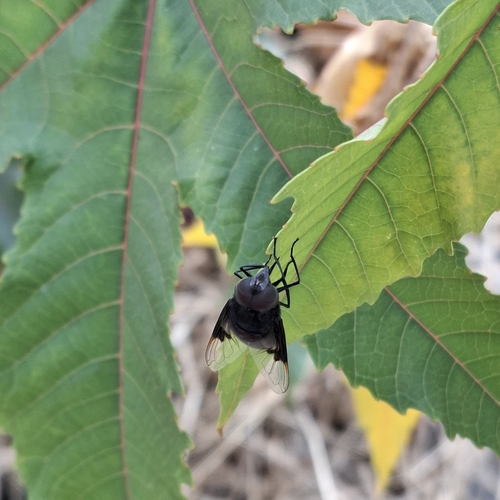 Mosca del nopal