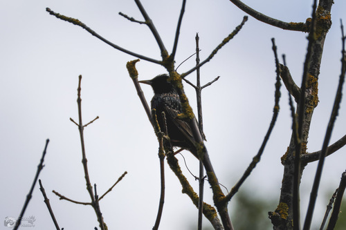 European Starling