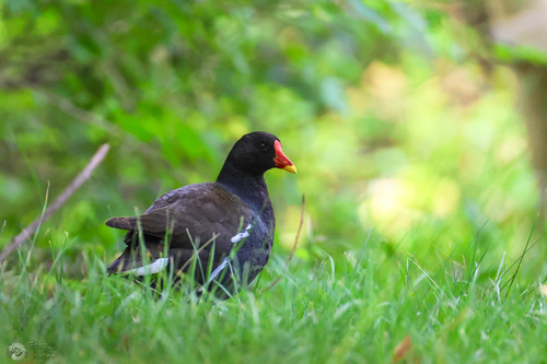 Common Moorhen