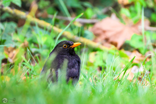 Eurasian Blackbird