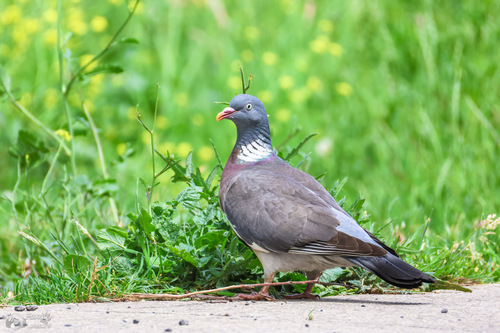 Common Wood-Pigeon