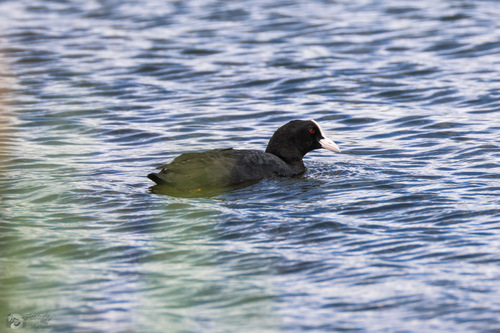 Eurasian Coot