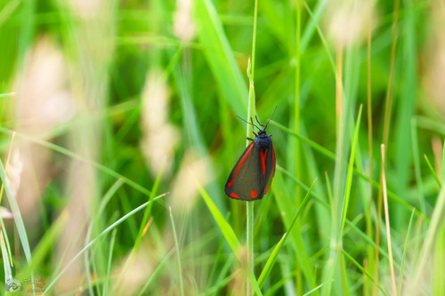 Cinnabar moth