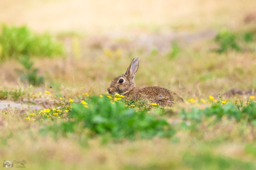 European Rabbit