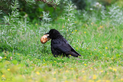 Carrion Crow