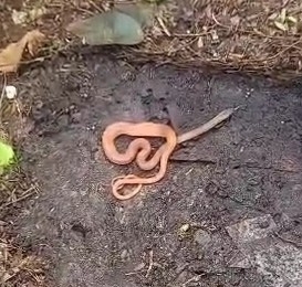 Jamaican Red Groundsnake