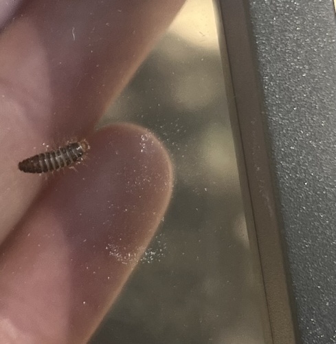 iNaturalist observation photo of Trogodermina
