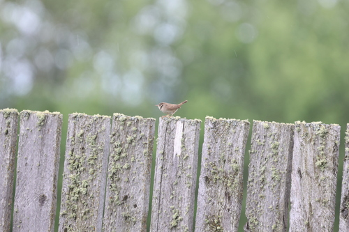 Northern House Wren