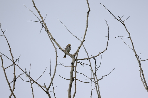 Savannah Sparrow