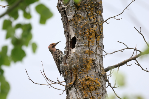 Northern Yellow-shafted Flicker